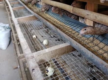 Ternak Telur Burung Puyuh